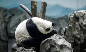 Генпрокуратура признала Всемирный фонд природы WWF нежелательным