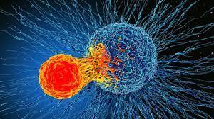 Заряженные Т-клетки атакуют рак более эффективно