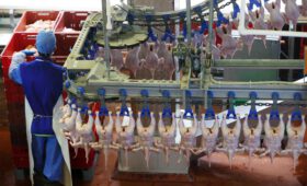 ФАС решила проверить обоснованность роста цен на курицу у производителей
